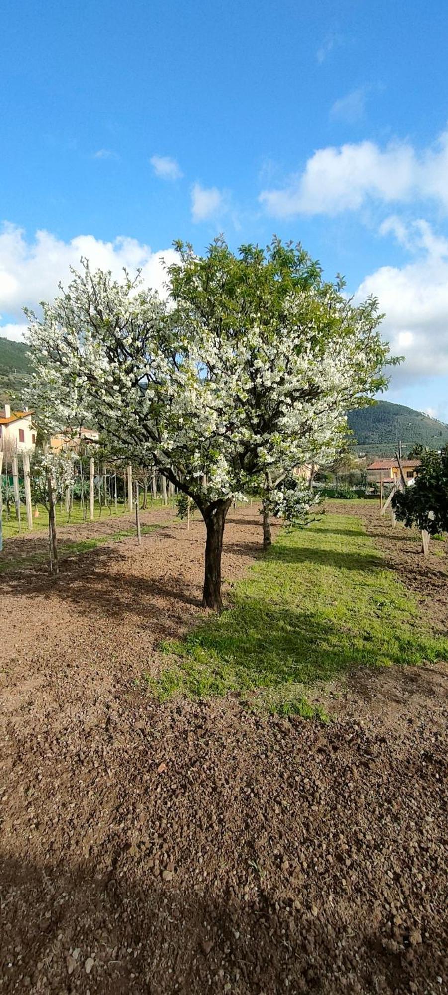 La Tenuta Di Eva Pisa Kültér fotó