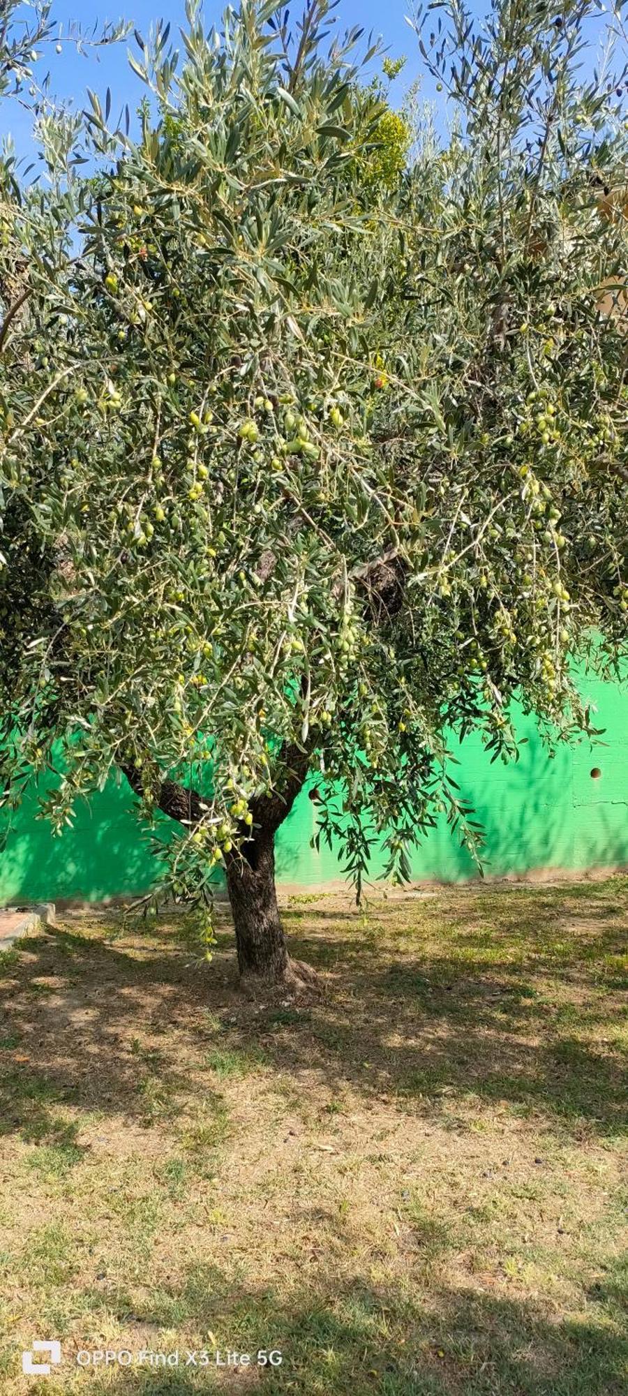 La Tenuta Di Eva Pisa Kültér fotó